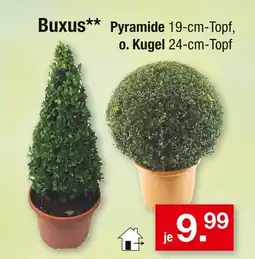 Zimmermann Buxus pyramide o. kugel Angebot