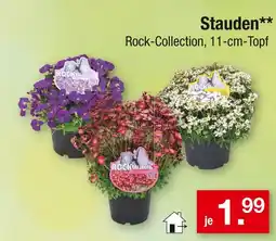 Zimmermann Rock-collection stauden Angebot