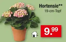 Zimmermann Hortensie Angebot