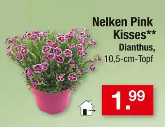 Zimmermann Dianthus nelken pink kisses Angebot