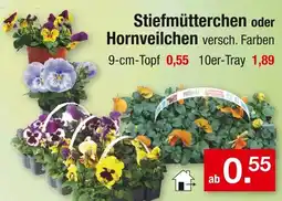 Zimmermann Stiefmütterchen oder hornveilchen Angebot