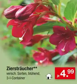 Zimmermann Ziersträucher Angebot