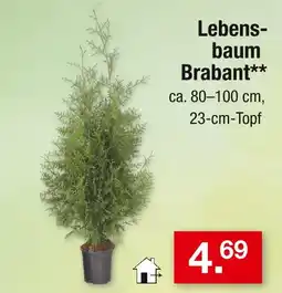 Zimmermann Brabant lebensbaum Angebot