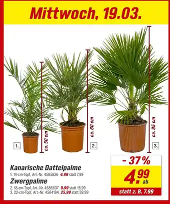 toom Baumarkt Kanarische dattelpalme oder zwergpalme Angebot