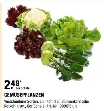 OBI Gemüsepflanzen Angebot