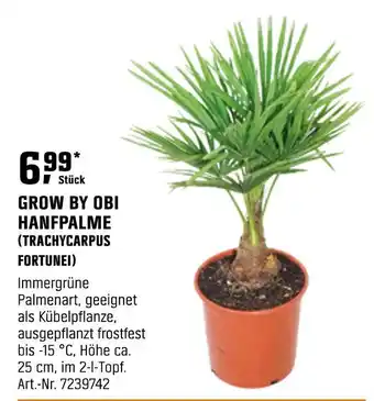 OBI Grow by obi hanfpalme (trachycarpus fortunei) Angebot