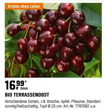 OBI Bio terrassenobst Angebot