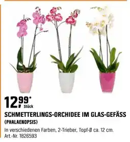 OBI Schmetterlings-orchidee im glas-gefäss (phalaenopsis) Angebot