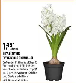 OBI Hyazinthe (hyacinthus orientalis) Angebot