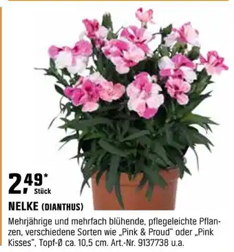 OBI Nelke (dianthus) Angebot