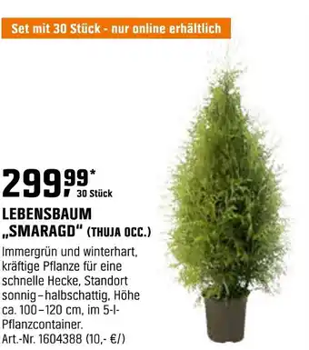 OBI Lebensbaum smaragd (thuja occ.) Angebot