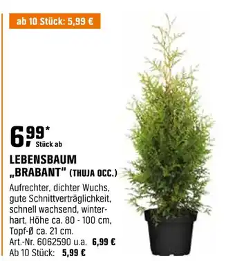 OBI Thuja occ. lebensbaum brabant Angebot