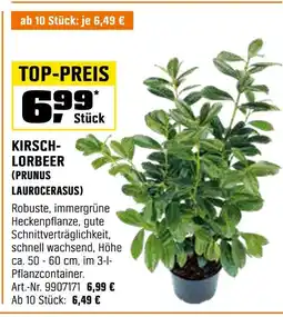 OBI Kirschlorbeer (prunus laurocerasus) Angebot