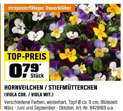 OBI Hornveilchen oder stiefmütterchen (viola cor. / viola wit.) Angebot