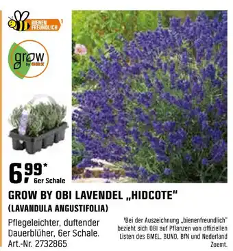 OBI Grow by obi grow by obi lavendel hidcote (lavandula angustifolia) Angebot