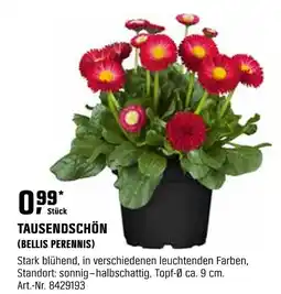 OBI Tausendschön (bellis perennis) Angebot