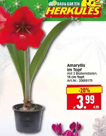 Herkules Baumarkt Amaryllis im Topf Angebot