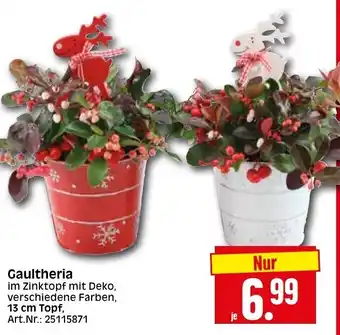 Herkules Baumarkt Gaultheria Angebot