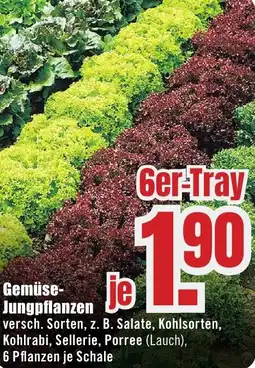 B1 Discount Baumarkt Gemüse Jungpflanzen Angebot