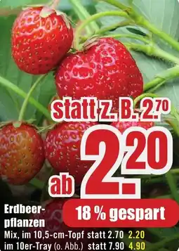 B1 Discount Baumarkt Erdbeerpflanzen Angebot