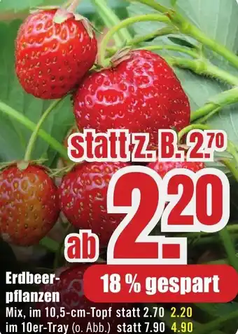 B1 Discount Baumarkt Erdbeerpflanzen Angebot