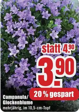 B1 Discount Baumarkt Campanula/ Glockenblume Angebot