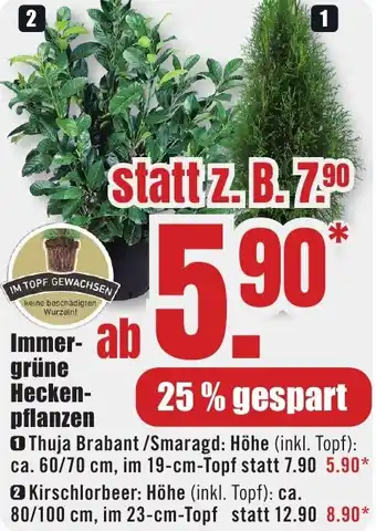 B1 Discount Baumarkt Immergrüne Heckenpflanzen Angebot