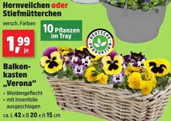 Thomas Philipps Hornveilchen oder Stiefmütterchen Angebot