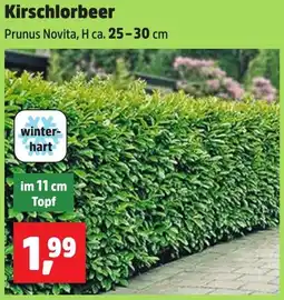 Thomas Philipps Kirschlorbeer Angebot