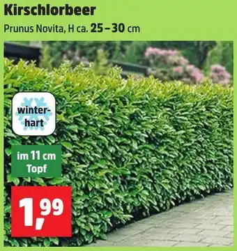 Thomas Philipps Kirschlorbeer Angebot