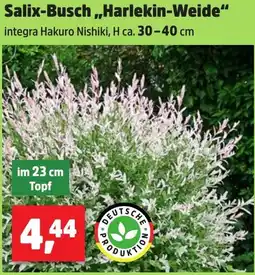 Thomas Philipps Salix-Busch ,,Harlekin-Weide" Angebot