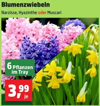 Thomas Philipps Blumenzwiebeln Angebot