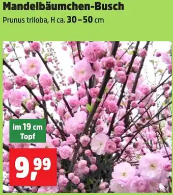 Thomas Philipps Mandelbäumchen-Busch Angebot