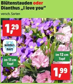 Thomas Philipps Blütenstauden oder Dianthus ,,I love you" Angebot