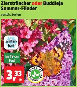 Thomas Philipps Ziersträucher oder Buddleja Sommer-Flieder Angebot