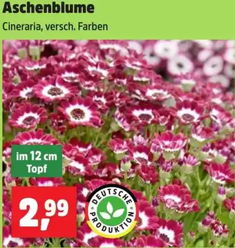 Thomas Philipps Aschenblume Angebot