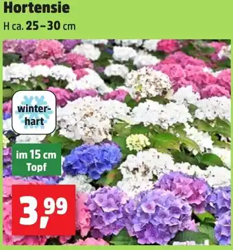 Thomas Philipps Hortensie Angebot