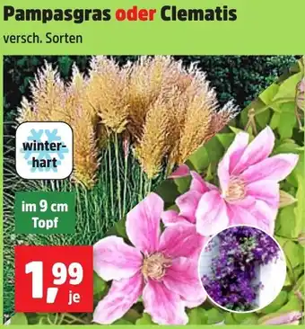 Thomas Philipps Pampasgras oder Clematis Angebot