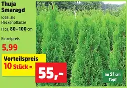 Thomas Philipps Thuja Smaragd Angebot