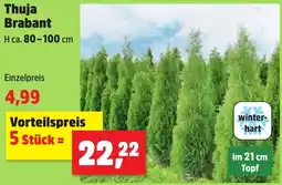 Thomas Philipps Thuja Brabant Angebot