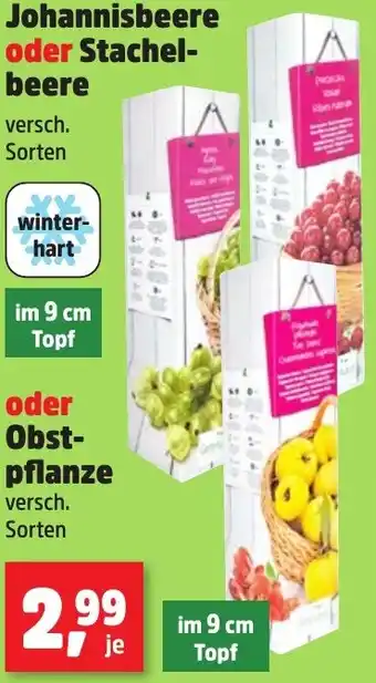 Thomas Philipps Johannisbeere oder Stachelbeere oder Obstpflanze Angebot