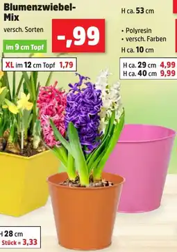 Thomas Philipps Blumenzwiebel Mix Angebot