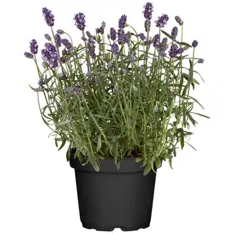 toom Baumarkt toom Lavendel Busch 18 cm Topf Angebot