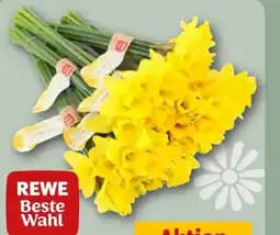 REWE Rewe Beste Wahl Feld-Narzissen Angebot