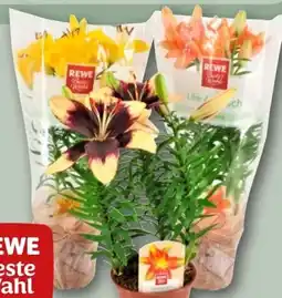 REWE Rewe Beste Wahl Asiatische Lilie Angebot