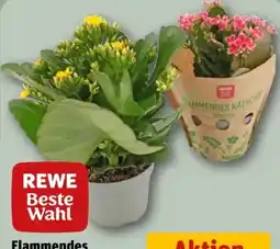 REWE Rewe Beste Wahl Flammendes Käthchen Angebot