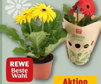 REWE Rewe Beste Wahl Gerbera Angebot