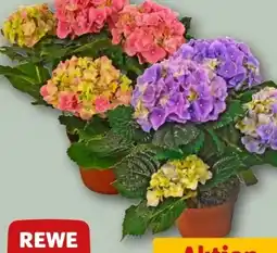 REWE Rewe Beste Wahl Hortensie Angebot