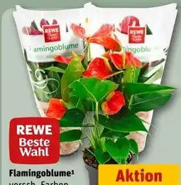 REWE Rewe Beste Wahl Flamingoblume Angebot