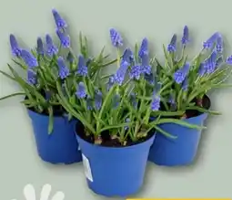 REWE Traubenhyazinthen Muscari Angebot